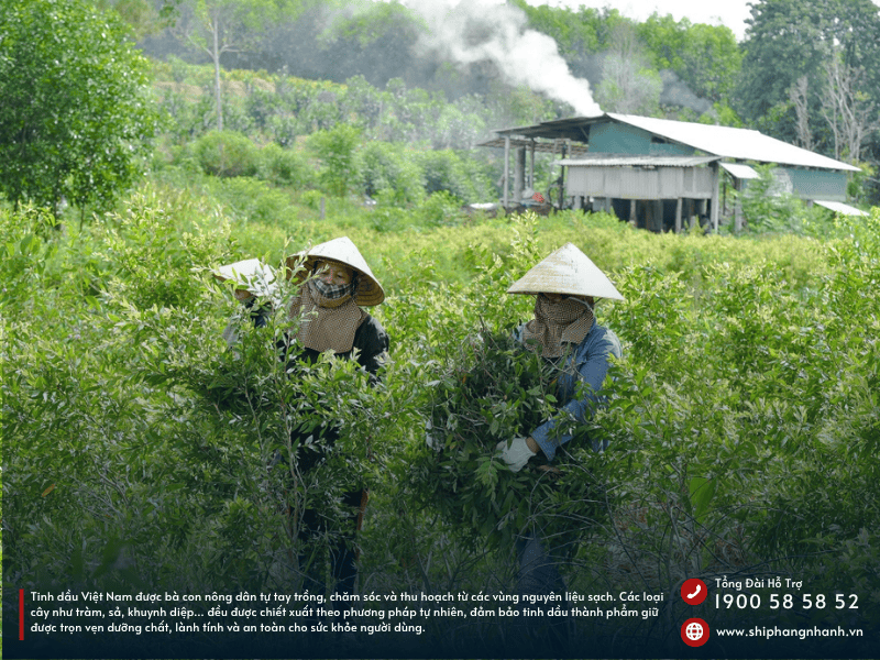 cac loai tinh dau viet nam thuong duoc gui di my