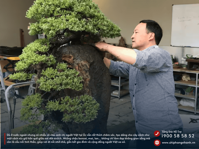nhu cau choi cay canh cua kieu bao viet tai uc