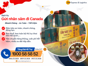 gui nhan sam di canada